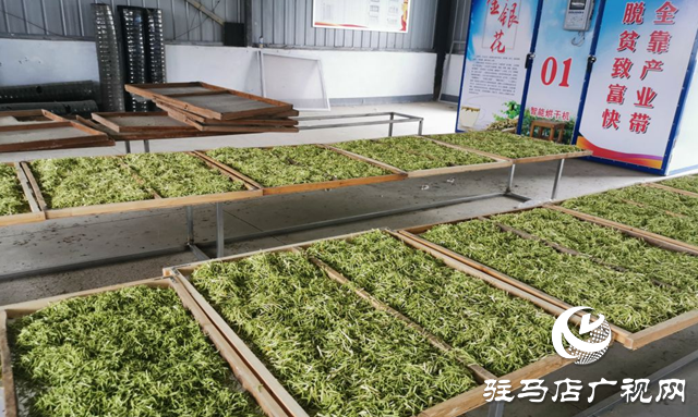 確山縣:深耕“豫南藥鄉(xiāng)”沃土 打造中藥材產(chǎn)業(yè)振興富民路