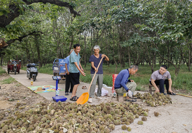 確山縣石滾河鎮(zhèn)何大廟村：特色板栗鋪就鄉(xiāng)村振興致富路