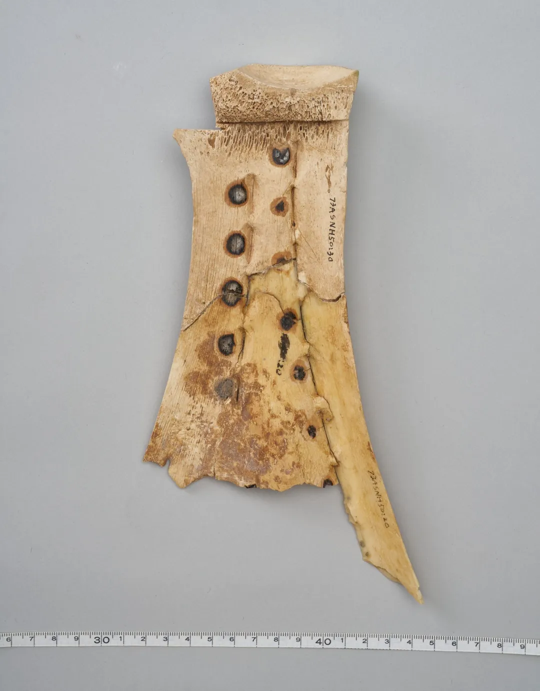 文博日歷丨透過這片“明星甲骨”，一起尋找漢字的源頭！