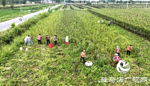 平輿千畝芝麻種植基地芝麻開鐮 傳統(tǒng)農耕繪就金色豐收圖景