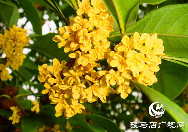 駐馬店:街頭桂香四溢 秋日浪漫如期而至