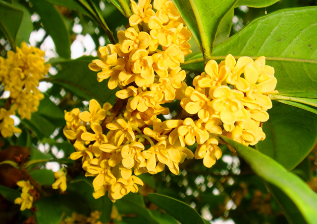 駐馬店：街頭桂香四溢 秋日浪漫如期而至