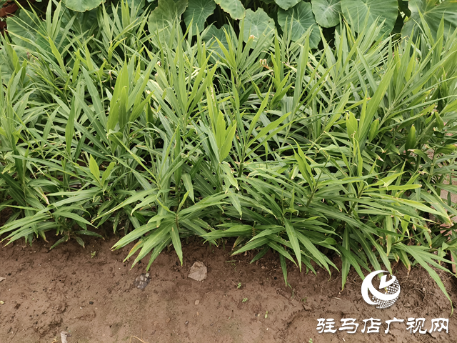  職工“小菜園” 種出“大幸福”