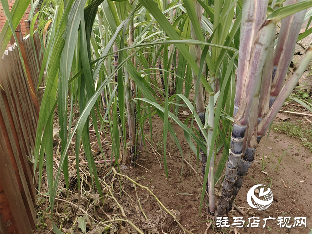  職工“小菜園” 種出“大幸?！? /></a></p>
<p>彭家灣站地處河南省信陽(yáng)市平橋區(qū)彭家灣鄉(xiāng)，隸屬于中國(guó)鐵路武漢局集團(tuán)有限公司駐馬店車務(wù)段，是該段轄內(nèi)的一座四等小站。多年來(lái)，這里的職工以站為家，用堅(jiān)守與勤勞守護(hù)鐵路安全暢通，為旅客出行保駕護(hù)航。</p>
<p>考慮到職工身體健康，且該站職工休息時(shí)常想找點(diǎn)“接地氣”的事放松，該站集思廣益，組織職工對(duì)宿舍后土地進(jìn)行平整，以4個(gè)班為單位劃分出8塊“責(zé)任田”，由各班組認(rèn)領(lǐng)種植，讓全站職工吃上新鮮和放心的蔬菜。在實(shí)際行動(dòng)中國(guó)，該站從翻地施肥到選種育苗，職工充分發(fā)揮“傳幫帶”作用——有務(wù)農(nóng)經(jīng)驗(yàn)的老職工手把手教年輕同事分辨種子、防治病蟲害，休班職工則主動(dòng)排班澆水、除草，連車站的廚師都常來(lái)“支招”。</p>
<p align=