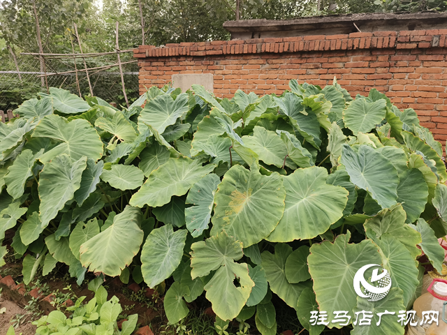  職工“小菜園” 種出“大幸?！? /></a></p>
<p>如今走進(jìn)菜園，甘蔗已拔節(jié)，芋頭已接近成熟，壟溝里的小蔥、香菜綠油油一片，地瓜藤順著圍欄爬得滿當(dāng)當(dāng)。“以前食堂炒青菜全靠買，現(xiàn)在每周能采收兩三次新鮮蔬菜，炒出來(lái)的菜香得很！”食堂廚師笑著說(shuō)，小菜園不僅讓職工餐費(fèi)支出省了近三成，更讓大家吃出了“家的味道”。</p>
<p>休息時(shí)，職工們總愛(ài)到菜園轉(zhuǎn)一轉(zhuǎn)：摘根黃瓜當(dāng)零食，拔把生菜做沙拉，或是坐在田埂上聊聊天。“看著自己種的菜長(zhǎng)大，倒班的疲憊都少了一半。”年輕職工小王說(shuō)，現(xiàn)在班組里的凝聚力更強(qiáng)了，大家干活的勁頭也更足了。</p>
<p align=