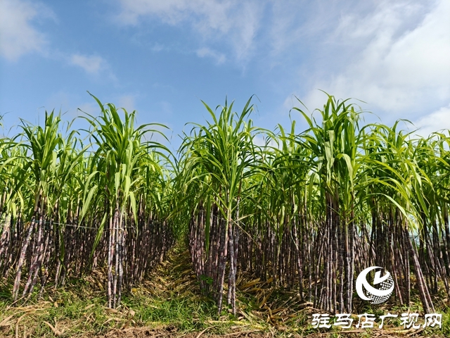 泌陽縣郭集鎮(zhèn)：甘蔗豐收鋪就鄉(xiāng)村甜蜜致富路