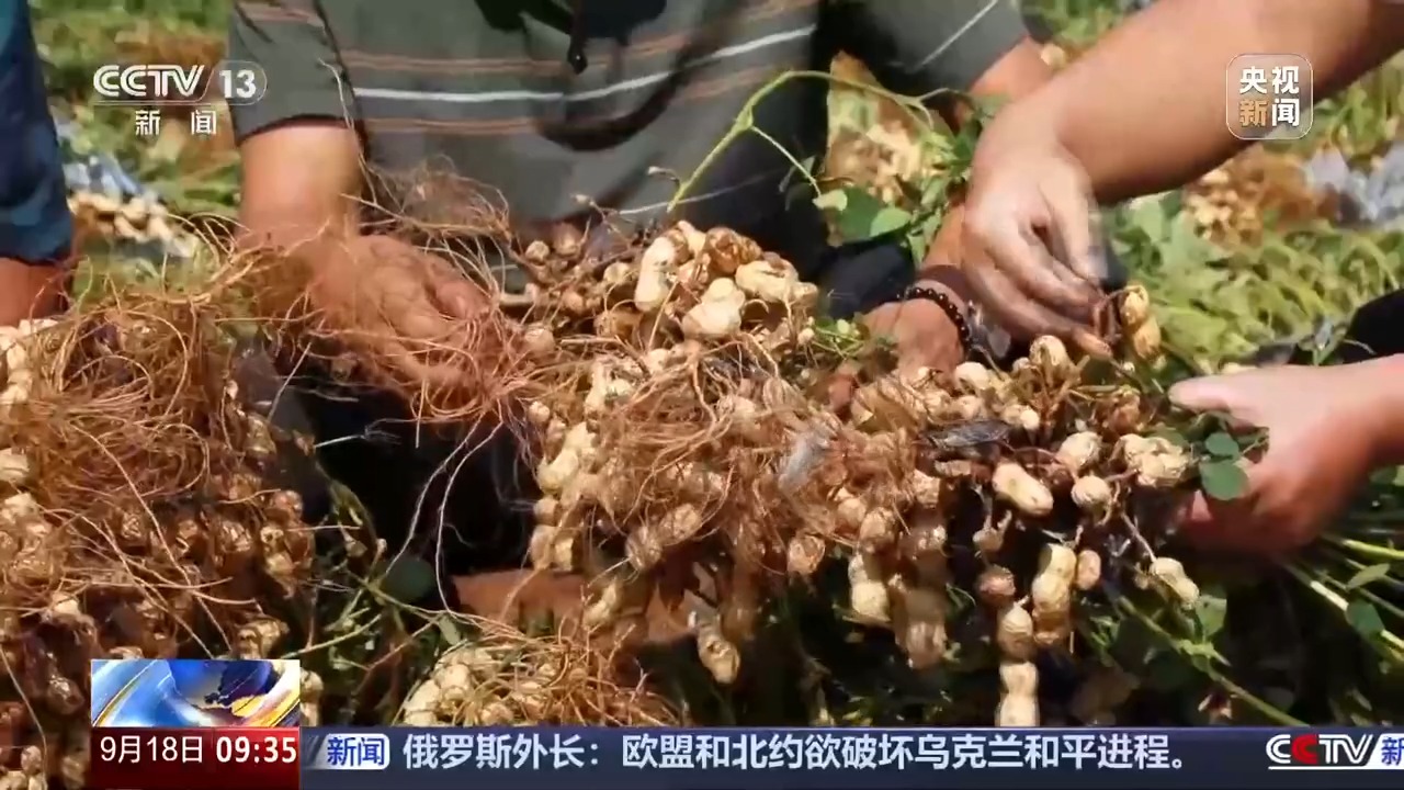豐收進(jìn)度條刷新中 全國秋糧收獲進(jìn)度過一成
