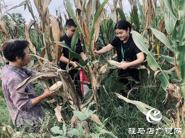 中國人壽財(cái)險(xiǎn)駐馬店中支開展“為民辦實(shí)事 助農(nóng)秋收”專項(xiàng)幫扶活動