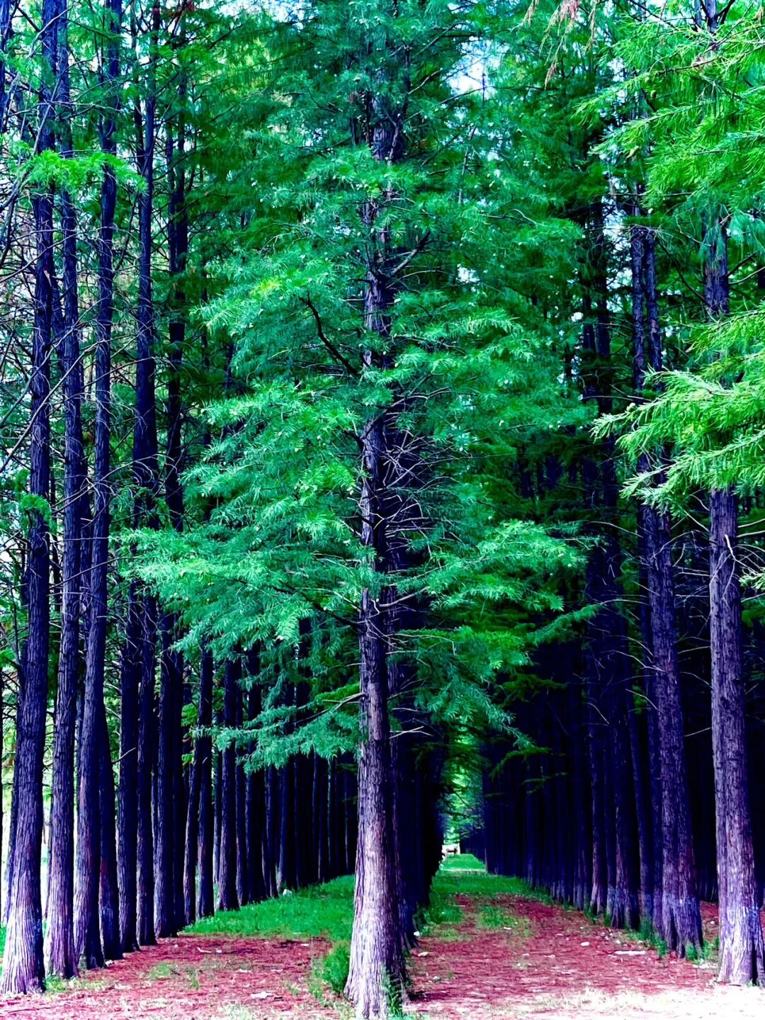 這里是駐馬店李朝京