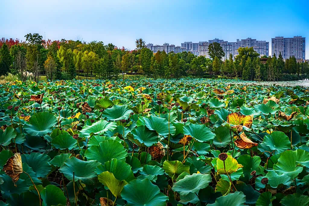 縣區(qū)動態(tài) | 朝霞映日晨光美