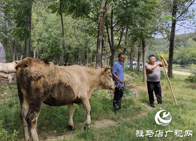 【天中光榮榜】何文禮：精準(zhǔn)幫扶 讓村民“?！逼饋? width=