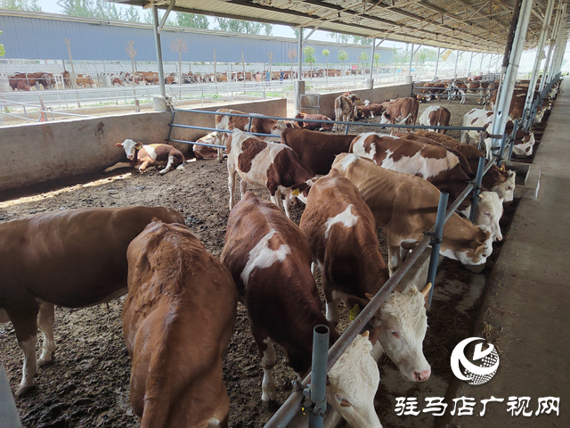 【出彩三農(nóng)人】康健波：90后小伙兒返鄉(xiāng)創(chuàng)業(yè)當(dāng)起了“牛保姆”