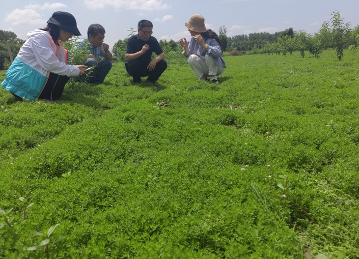 “小草藥”孕育“大標(biāo)準(zhǔn)”：確山鵝不食草規(guī)范化種植助農(nóng)增收