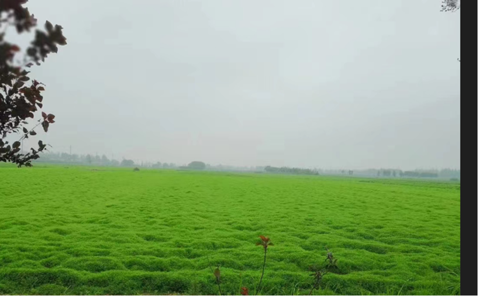 “小草藥”孕育“大標(biāo)準(zhǔn)”：確山鵝不食草規(guī)范化種植助農(nóng)增收