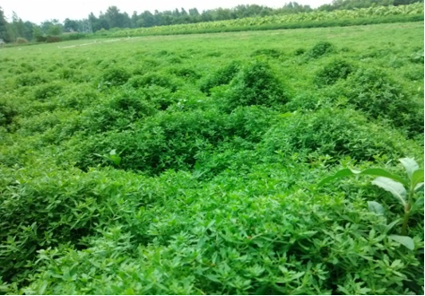 “小草藥”孕育“大標(biāo)準(zhǔn)”：確山鵝不食草規(guī)范化種植助農(nóng)增收