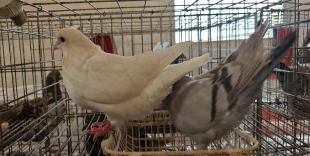 科技特派員送科技下鄉(xiāng) 助力養(yǎng)殖業(yè)秋季提升