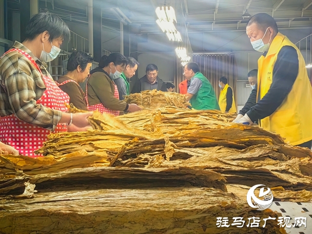 泌陽(yáng)縣郭集鎮(zhèn)：黨建引領(lǐng) 助力煙葉收購(gòu)“加速度”