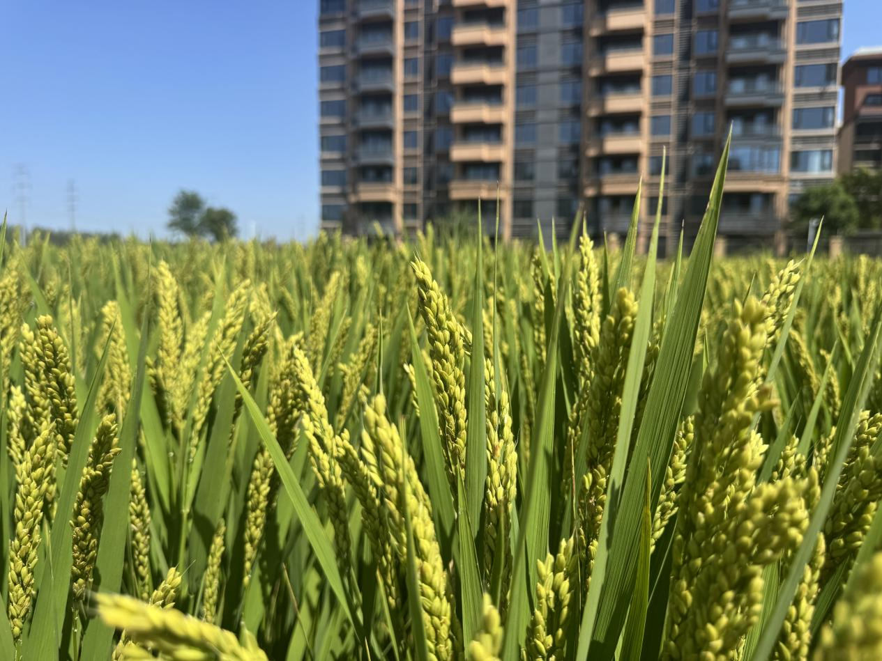 中原農(nóng)谷啟動種肥一體化八萬畝示范田建設(shè)