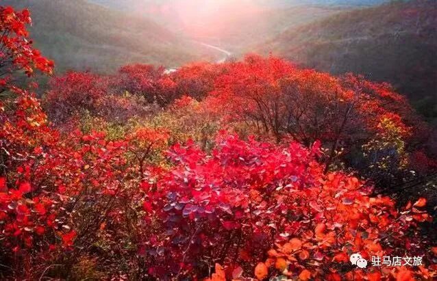 秋日漫步：橙紅橘綠時(shí)的詩意畫卷