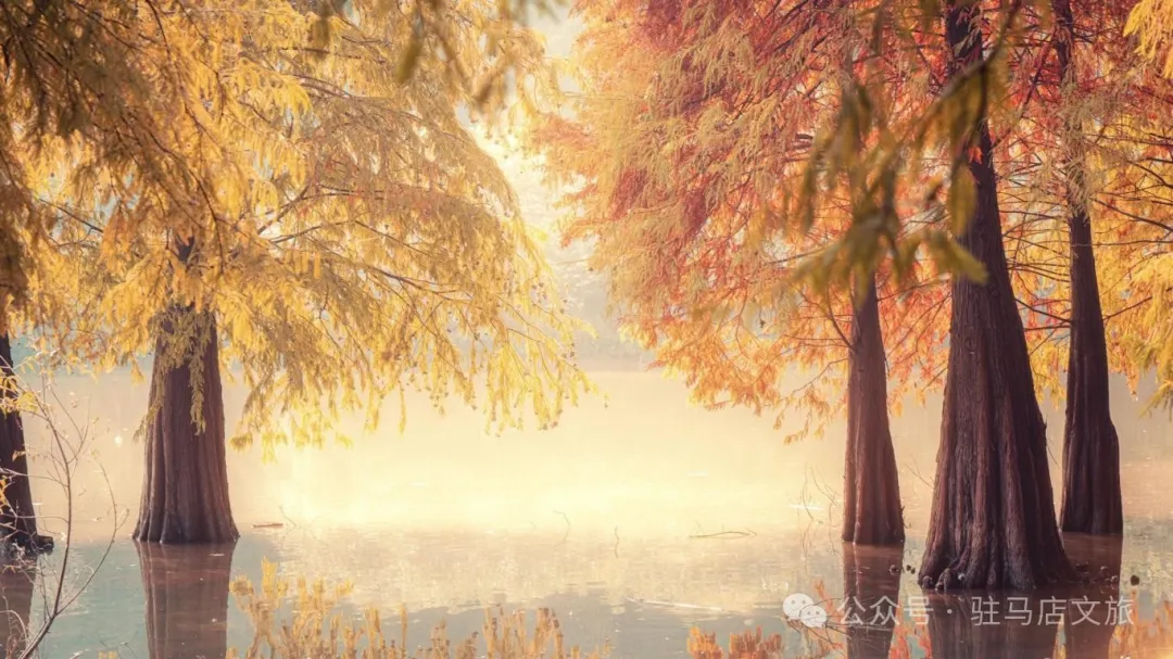 秋日漫步：橙紅橘綠時(shí)的詩意畫卷