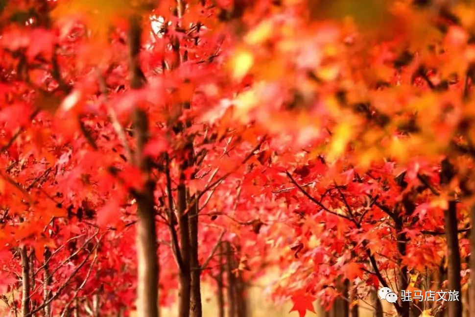 秋日漫步：橙紅橘綠時(shí)的詩意畫卷