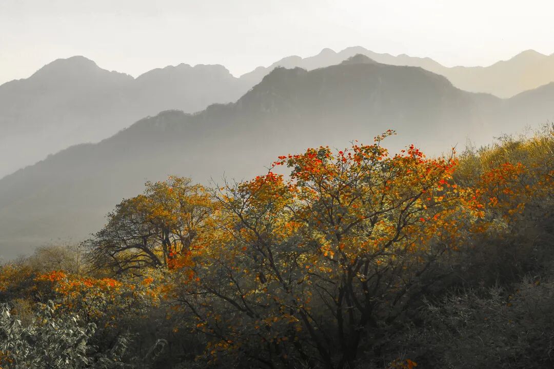 秋日漫步：橙紅橘綠時(shí)的詩意畫卷