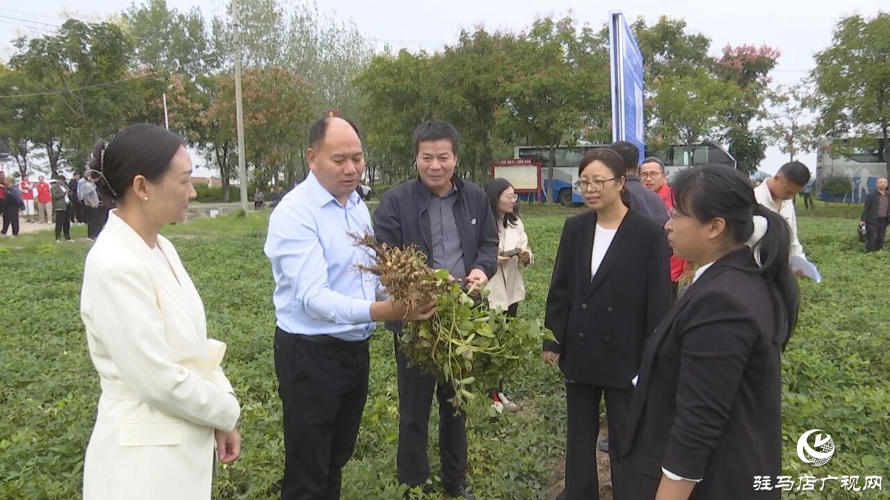 正陽(yáng)縣舉行院縣共建“高油酸花生豫花37配套水肥一體化技術(shù)”觀摩會(huì)
