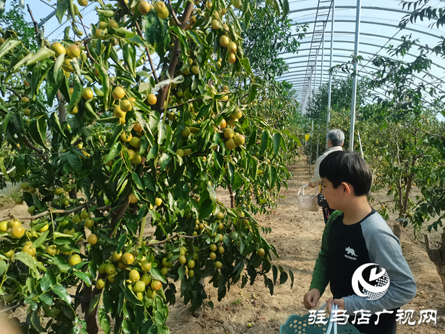 驛城區(qū)：冬棗豐收季里果農(nóng)忙 特色產(chǎn)業(yè)繪就鄉(xiāng)村振興新圖景