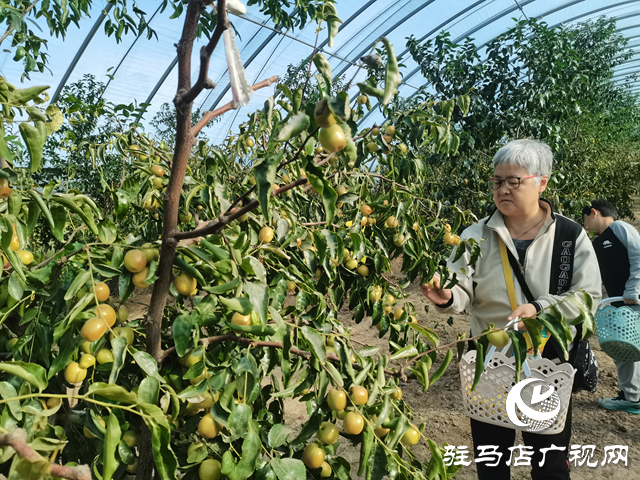 驛城區(qū)：冬棗豐收季里果農(nóng)忙 特色產(chǎn)業(yè)繪就鄉(xiāng)村振興新圖景