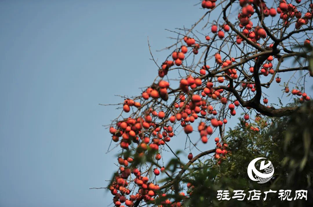 詩(shī)詠金秋 筆繪豐年