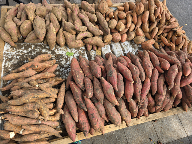 駐馬店本地紅薯上市 秋日“甜蜜”走俏市場