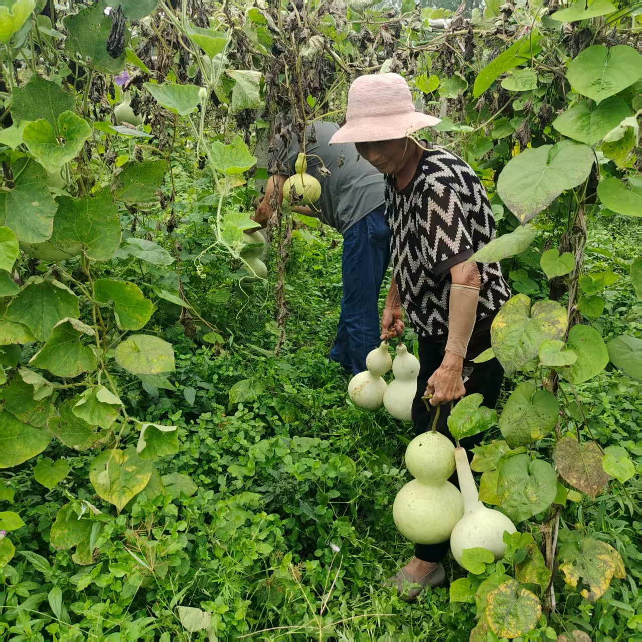 玉山葫蘆迎豐收 小作物串起振興路