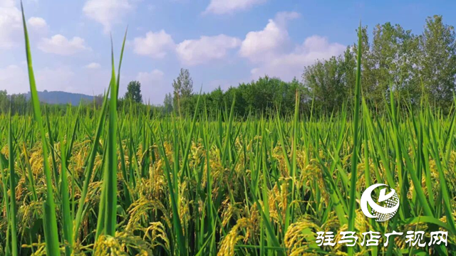 詩(shī)詠金秋 筆繪豐年
