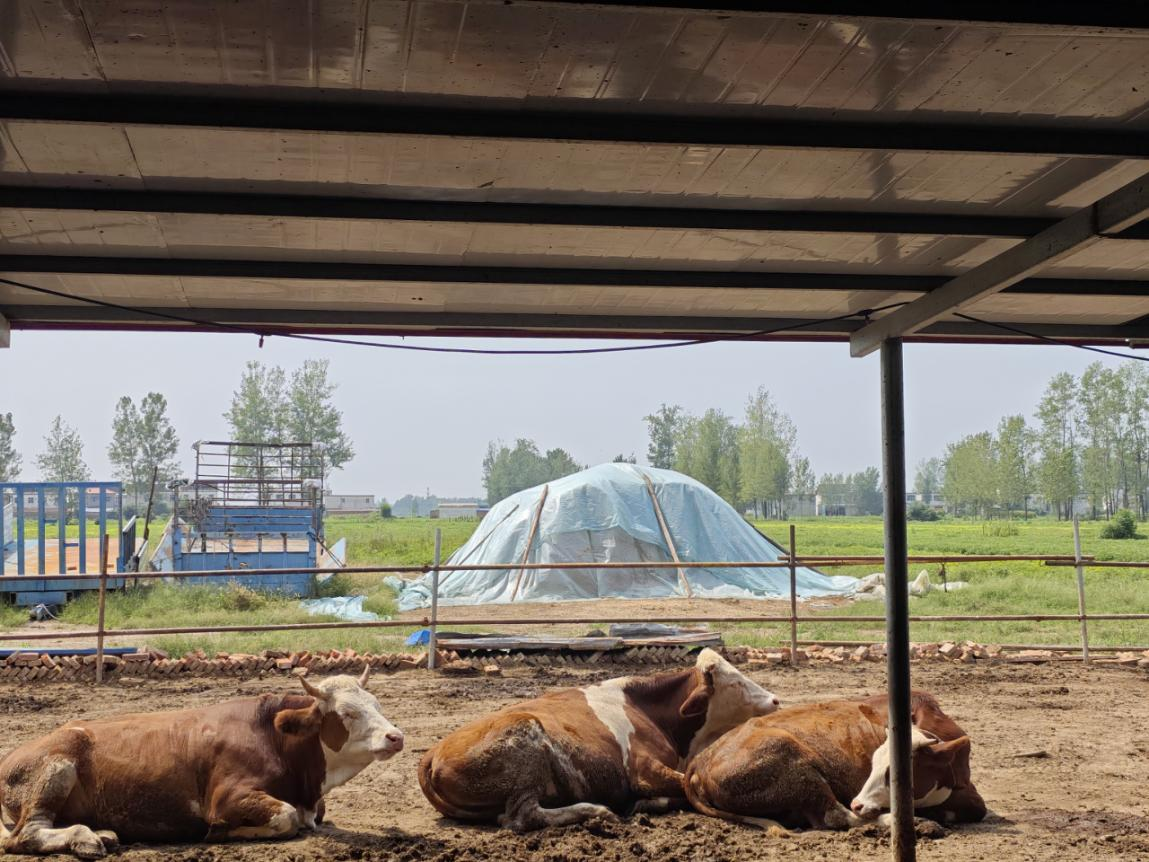 駐馬店市動物疫病防疫檢疫中心發(fā)布 2025年10月份動物疫病預警預報信息