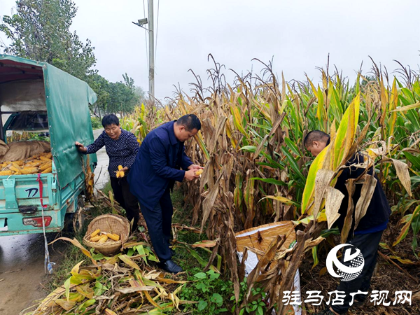 平輿縣陽(yáng)城鎮(zhèn)：戰(zhàn)陰雨搶農(nóng)時(shí) 守護(hù)秋收“糧袋子”