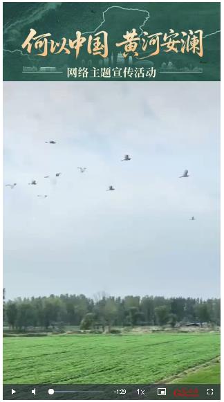 何以中國?黃河安瀾丨黃河灘上“稻鰍共舞”生態(tài)種養(yǎng)結(jié)碩果