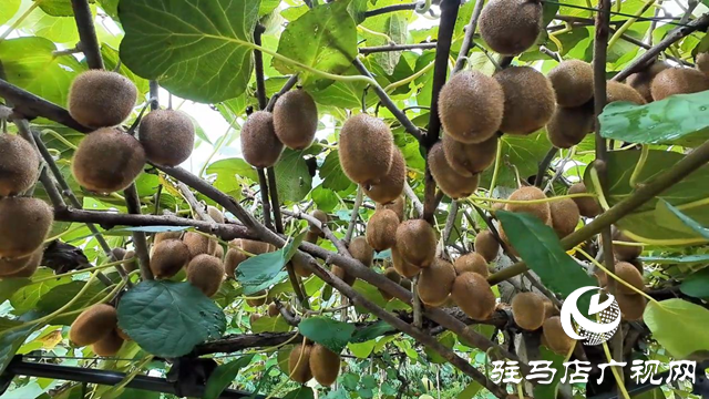 正陽(yáng)縣閭河鄉(xiāng)：生態(tài)種植結(jié)碩果 鋪就鄉(xiāng)村振興路