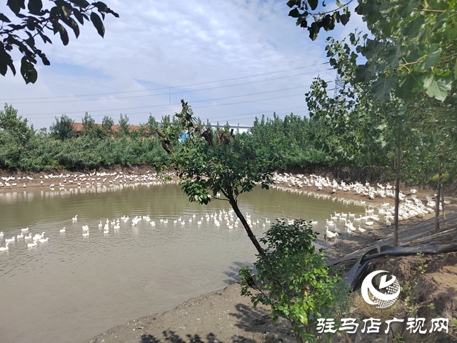 新蔡縣余店鎮(zhèn)：“林禽共生”循環(huán)養(yǎng)鵝 奏響鄉(xiāng)村振興“致富歌”