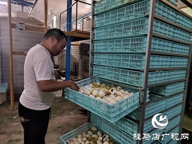 新蔡縣余店鎮(zhèn)：“林禽共生”循環(huán)養(yǎng)鵝 奏響鄉(xiāng)村振興“致富歌”