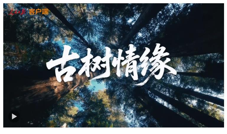 文脈華章 | 微視頻《古樹情緣》