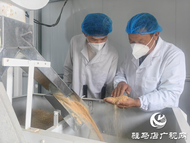  驛城區(qū)香山街道楊樓村：石磨面粉產業(yè)煥發(fā)新生 繪就“一村一品”振興圖景??