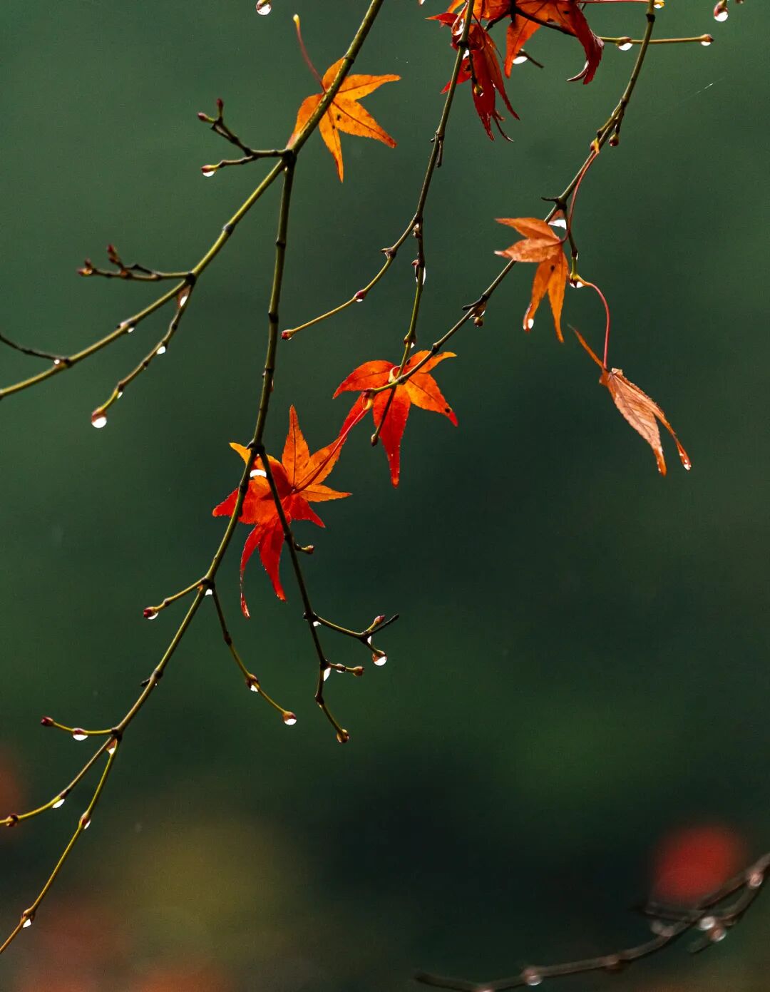 “早寒露”=冷冬預(yù)警？老祖宗的天氣預(yù)測，今年準(zhǔn)不準(zhǔn)？