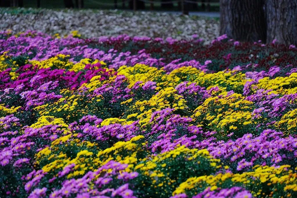 文博日歷丨今日寒露，這朵秋菊已“傲霜”千年
