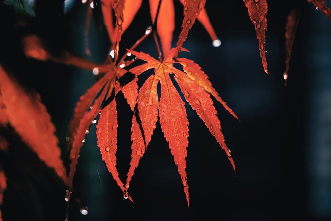 “早寒露”=冷冬預(yù)警？老祖宗的天氣預(yù)測，今年準(zhǔn)不準(zhǔn)？