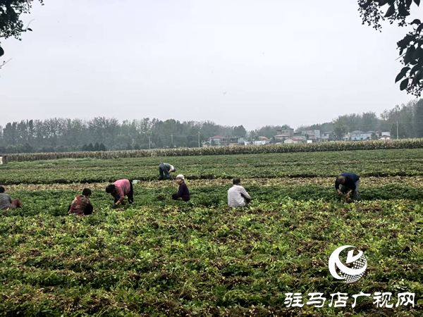 平輿縣射橋鎮(zhèn)：干群同心齊上陣 搶收搶種保歸倉(cāng)