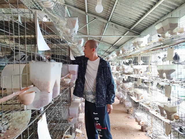 西平縣人和鄉(xiāng)河沿張村： 蛋鴿養(yǎng)殖“啄”開(kāi)致富門(mén) 特色產(chǎn)業(yè)繪就振興新圖景?