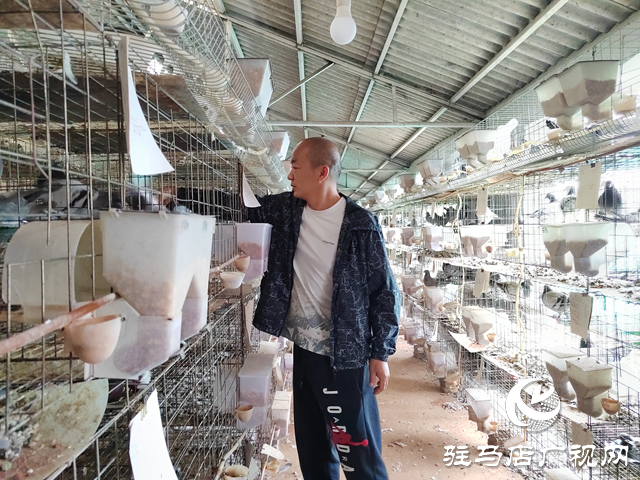 西平縣人和鄉(xiāng)河沿張村： 蛋鴿養(yǎng)殖“啄”開致富門 特色產(chǎn)業(yè)繪就振興新圖景?