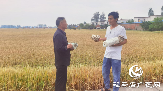 高建林：以食用菌種植助力鄉(xiāng)村振興