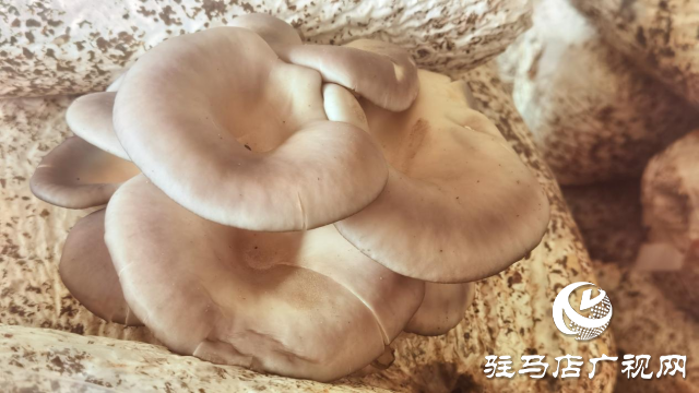 高建林：以食用菌種植助力鄉(xiāng)村振興