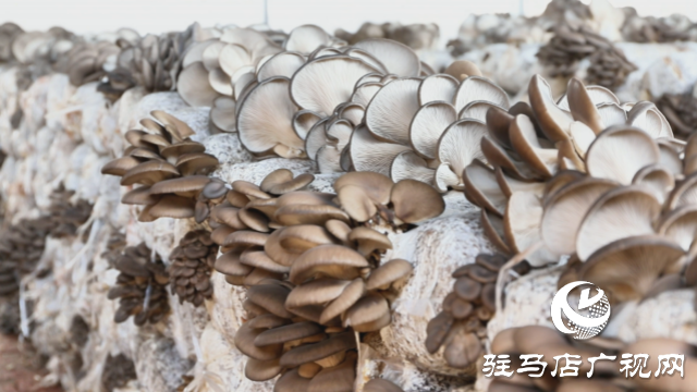 高建林：以食用菌種植助力鄉(xiāng)村振興